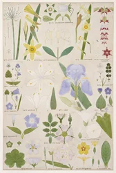 Botanische Illustration, Original aus Owen Jones